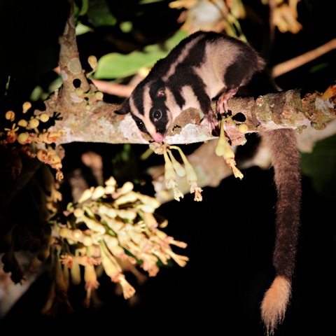 Striped Possum (Dactylopsila trivirgata)